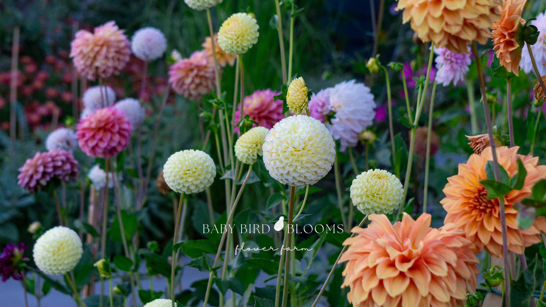 Baby Bird Blooms dahlia patch taken by owner Chera