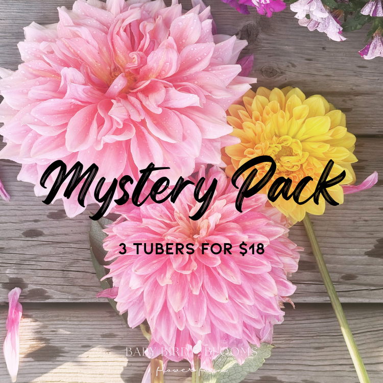 Baby Bird Blooms mystery dahlia tuber pack of three dahlia tubers for affordable price