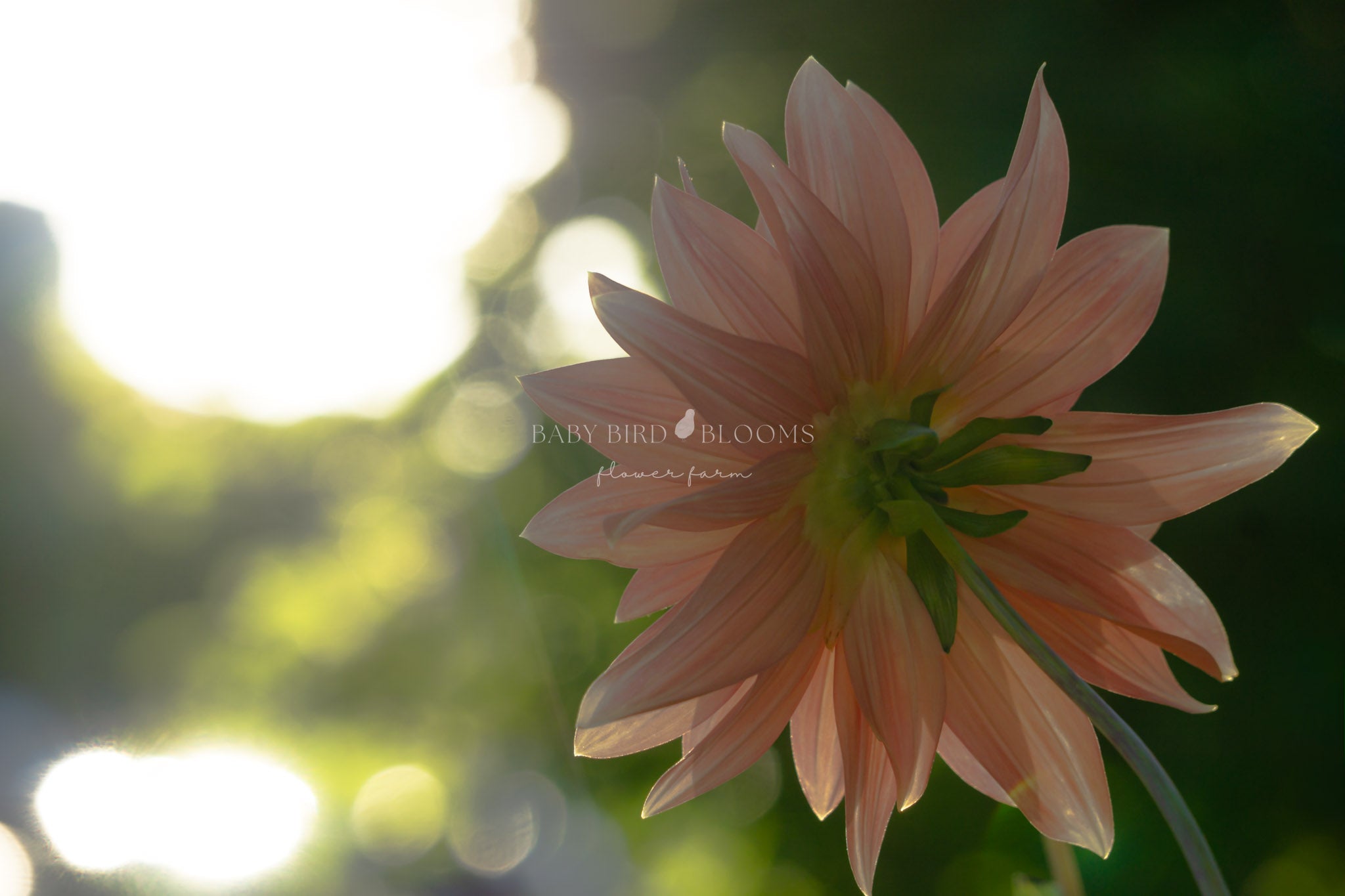 Photo of Bloomquist Orion dahlia taken by Chera of Baby Bird Blooms Flower Farm