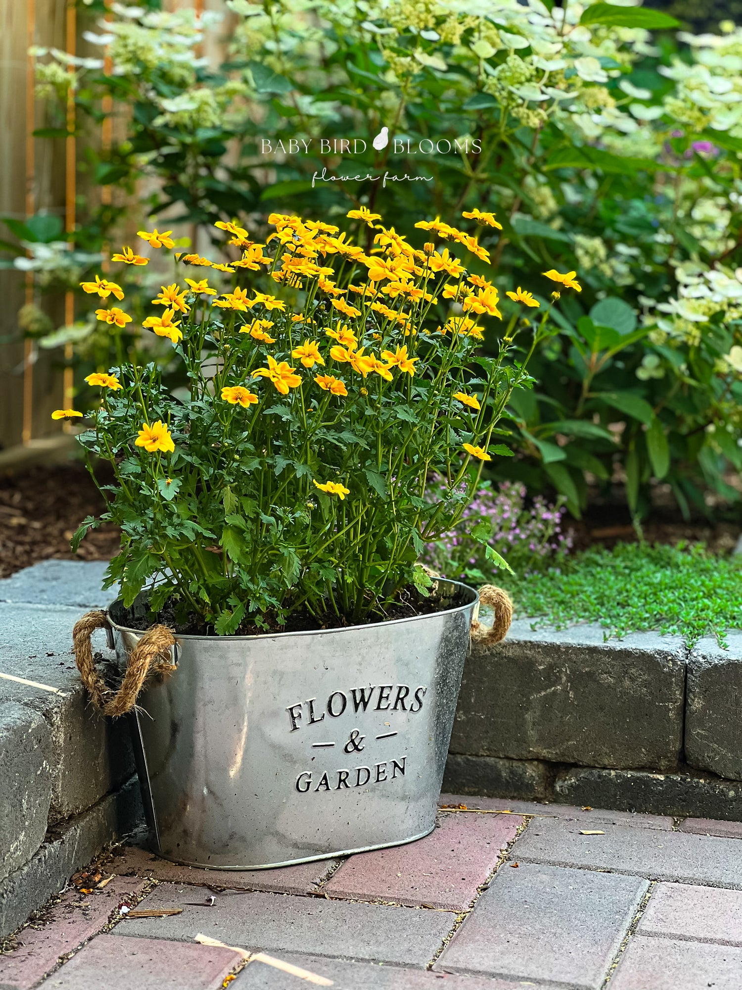 Photo by Chera of Baby Bird Blooms featuring yellow flower in back garden with plants and creeping thyme in the background 