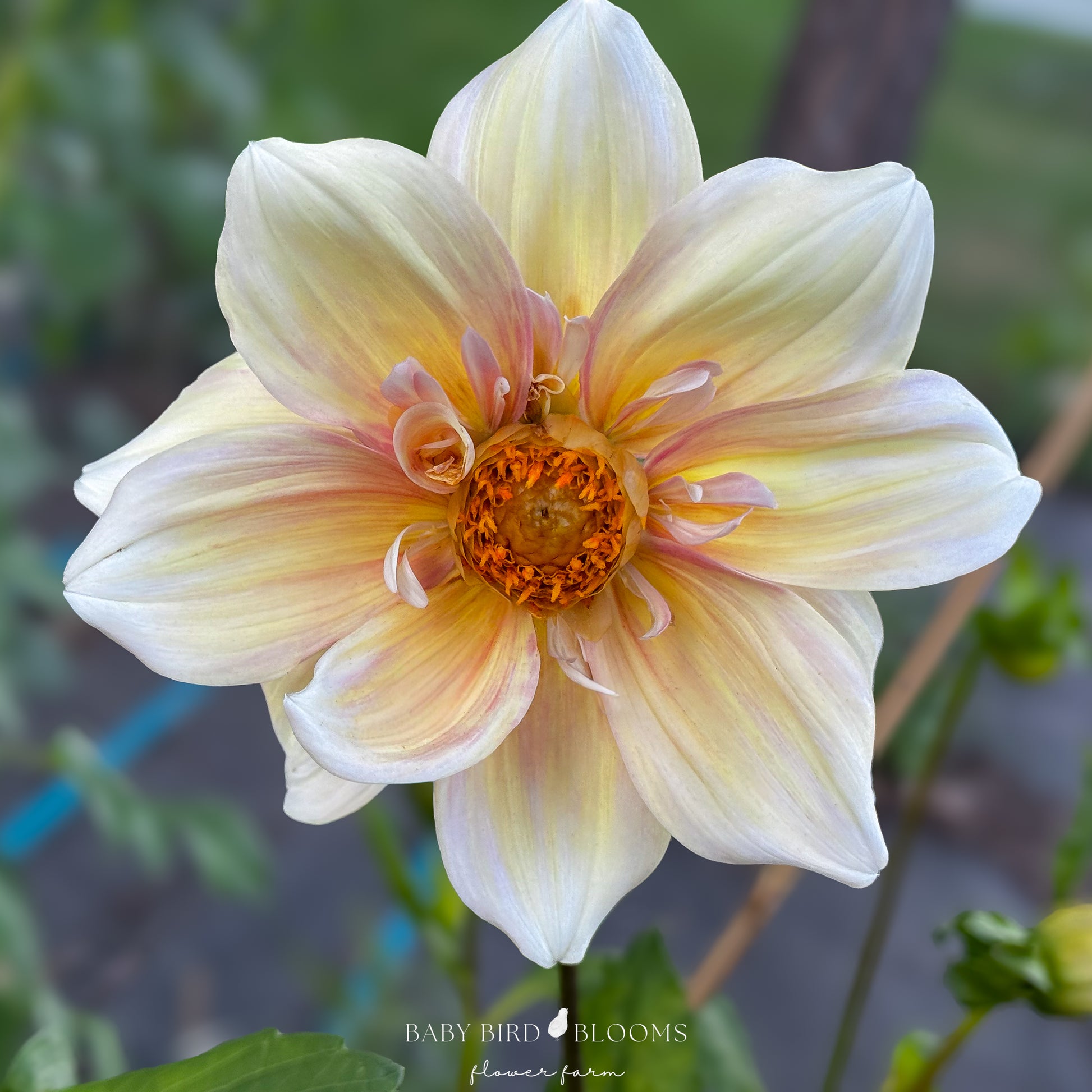 Apple Blossom dahlia flower close-up by Baby Bird Blooms