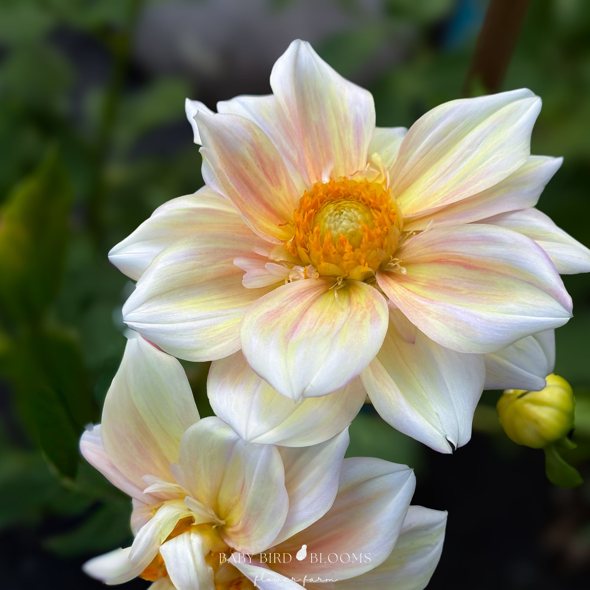 Apple Blossom dahlia collarette flower grown in Alberta by Baby Bird Blooms 