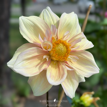 Apple Blossom dahlia flower ivory, pink, yellow colour grown by Baby Bird Blooms Flower Farm