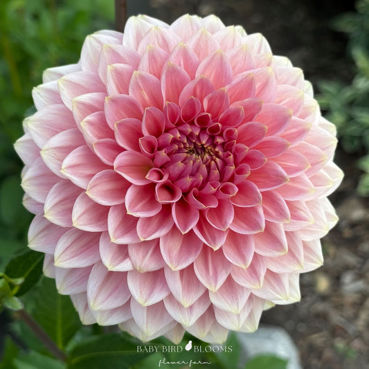 Askwith Minnie dahlia close-up of flower by Baby Bird Blooms 