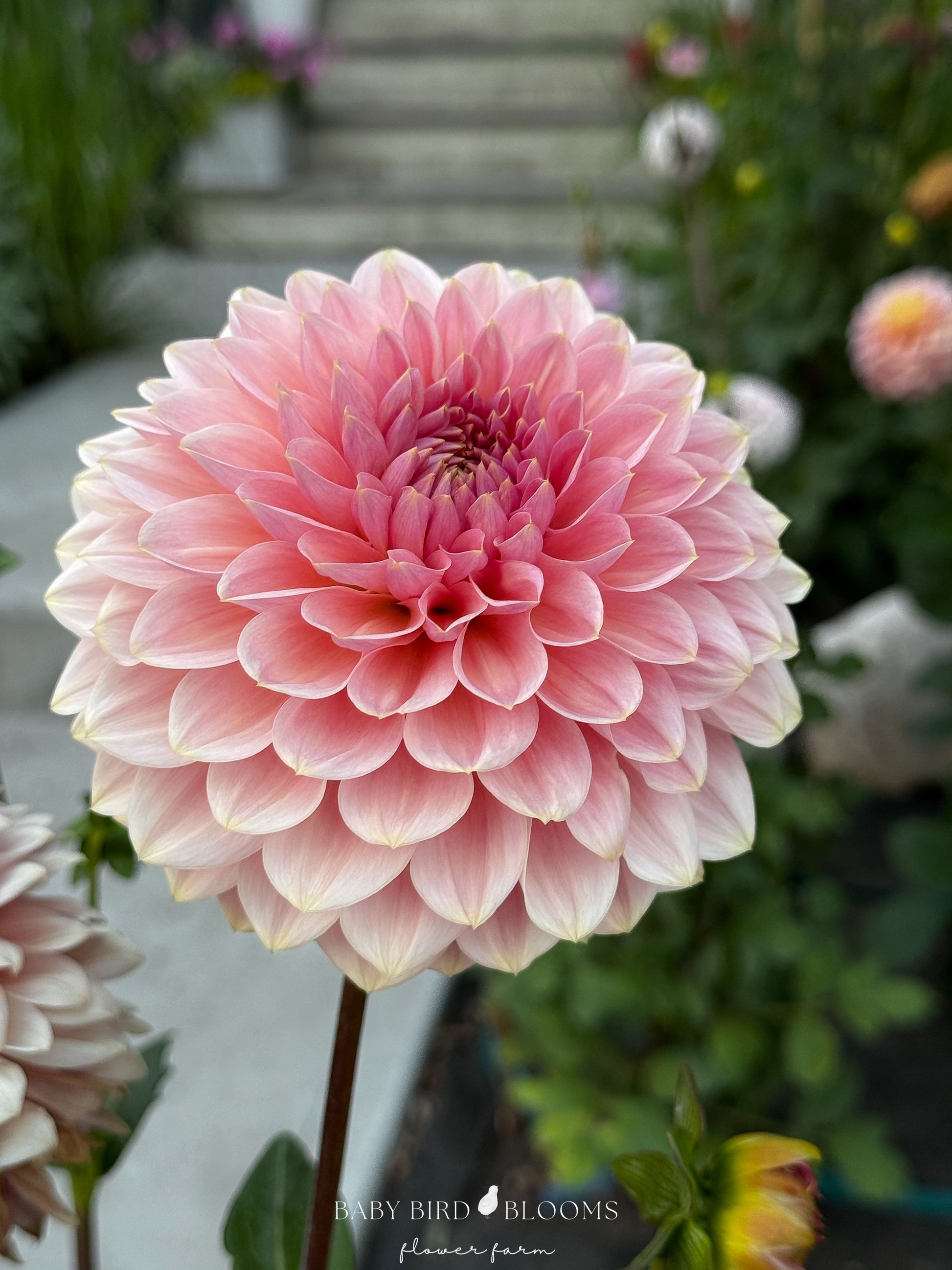 Askwith Minnie dahlia romantic pink flower grown by Baby Bird Blooms