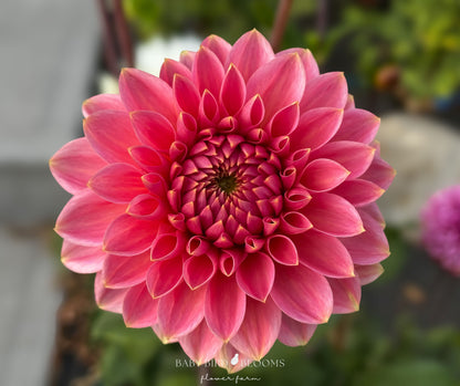 Askwith Minnie dahlia flower grown in Alberta by Baby Bird Blooms