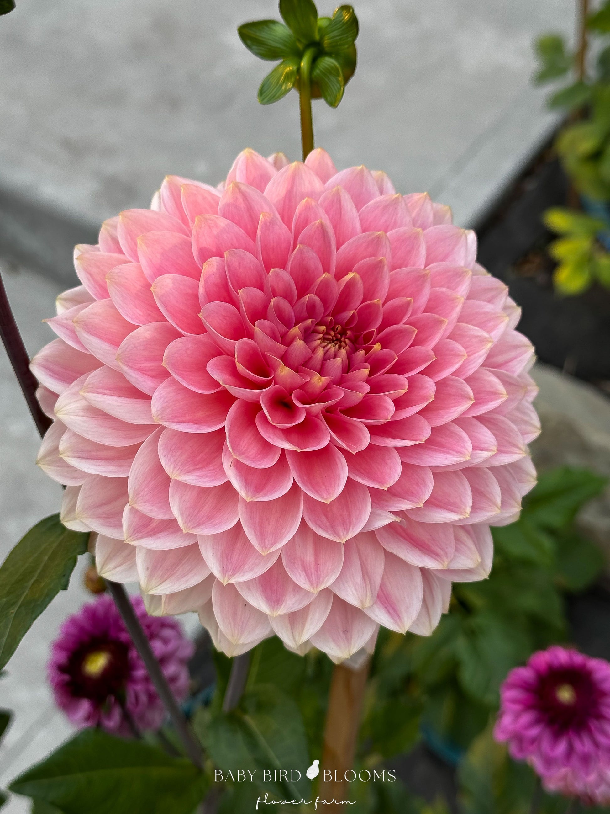 Askwith Minnie is a formal decorative dahlia with medium sized flowers grown by Baby Bird Blooms