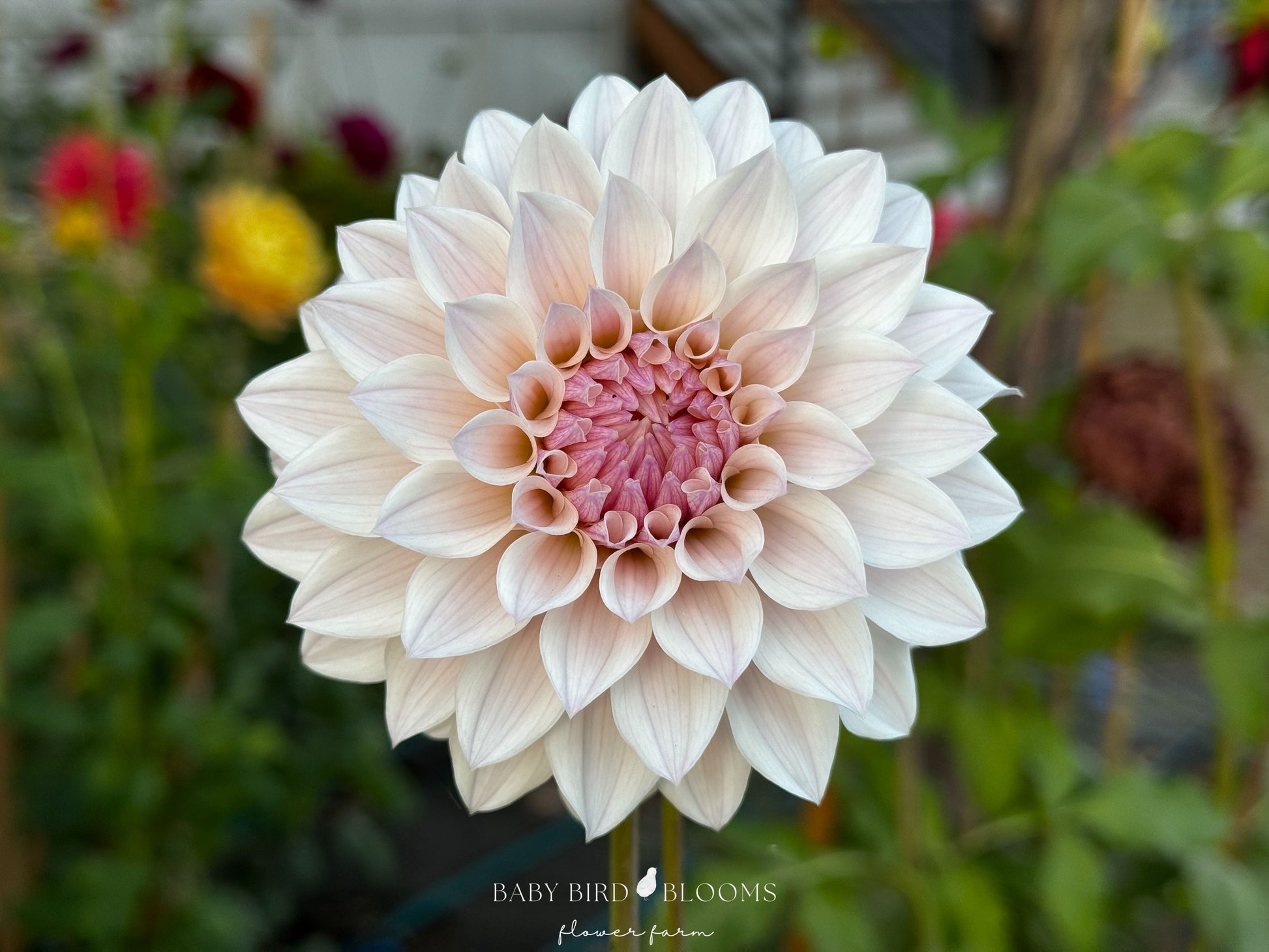 Bloomquist Compare dahlia is a formal decorative with lavender to ivory flowers grown by Baby Bird Blooms