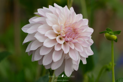 Bloomquist Essence dahlia is an enchanting wedding and garden flower grown by Baby Bird Blooms