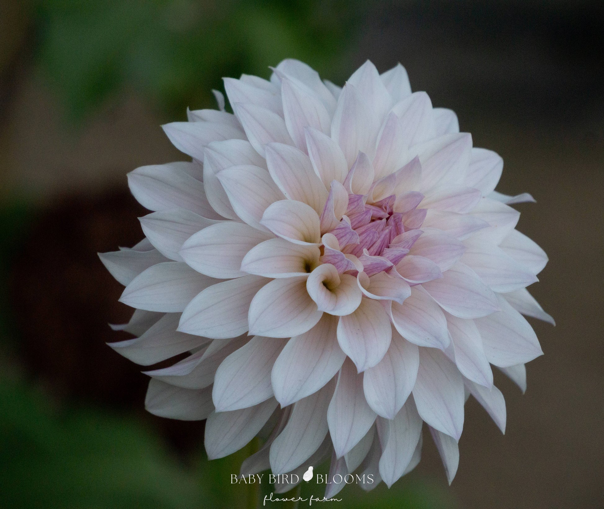 Bloomquist Compare dahlia flower grown by Baby Bird Blooms in Alberta 