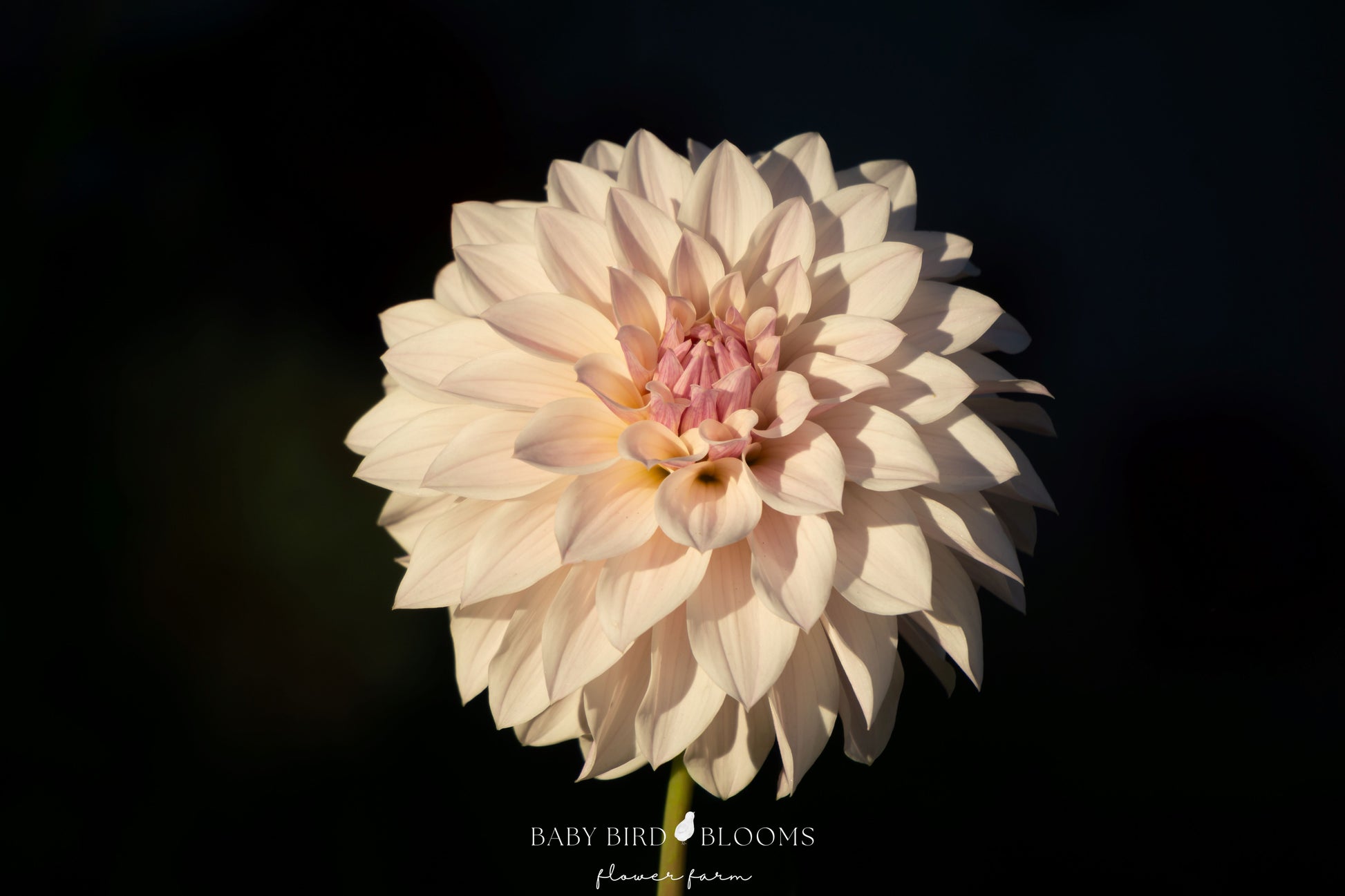 Bloomquist Compare dahlia flower photo by Chera of Baby Bird Blooms