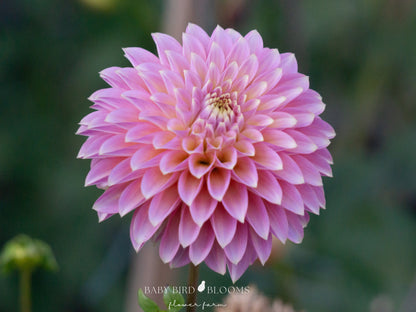 Bloomquist Essence dahlia is a stunning flower for gardeners and florists grown by Baby Bird Blooms