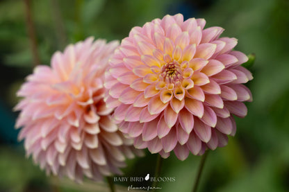 Bloomquist Essence dahlia grown by Baby Bird Blooms in Alberta 