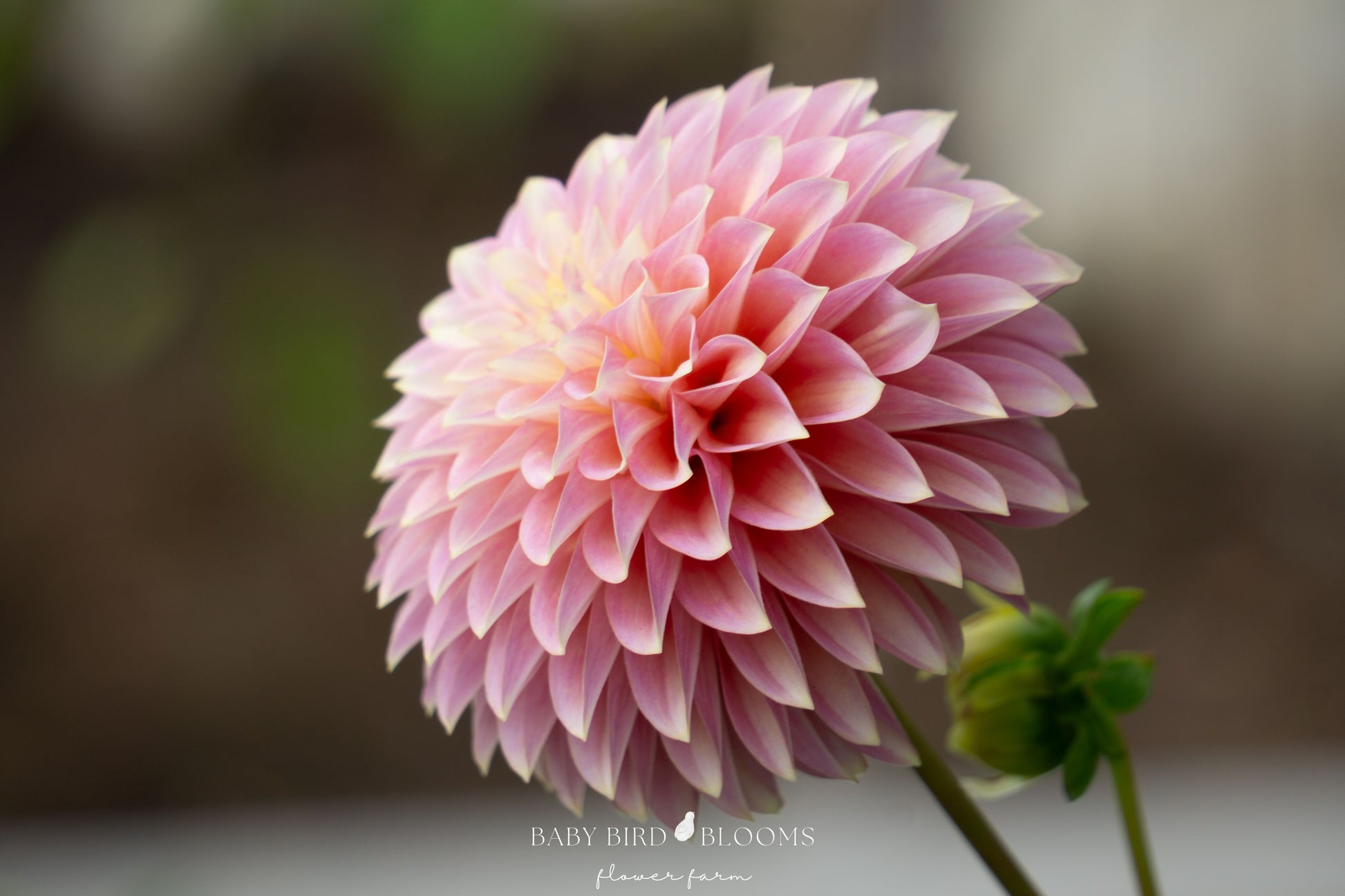 Bloomquist Essence dahlia has icy pink flowers that can shift towards mauve or lavender photo by Baby Bird Blooms