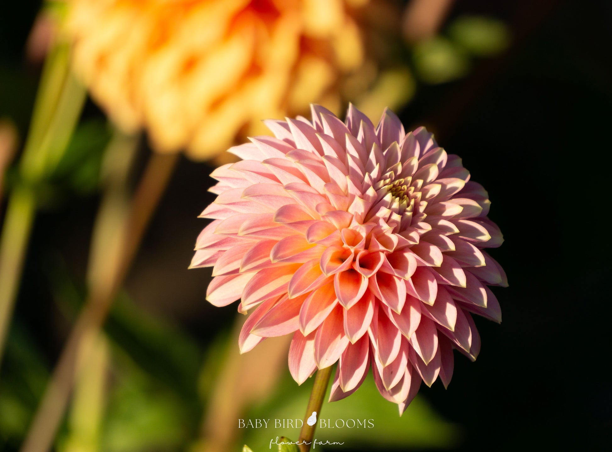 Bloomquist Essence dahlia is an enchanting miniature formal decorative grown by Baby Bird Blooms