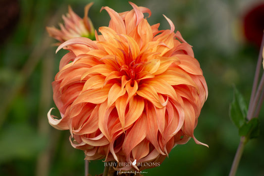 Photo of Bloomquist Jean by Chera of Baby Bird Blooms showing the dahlia's vibrant copper to orange ombre petals. 