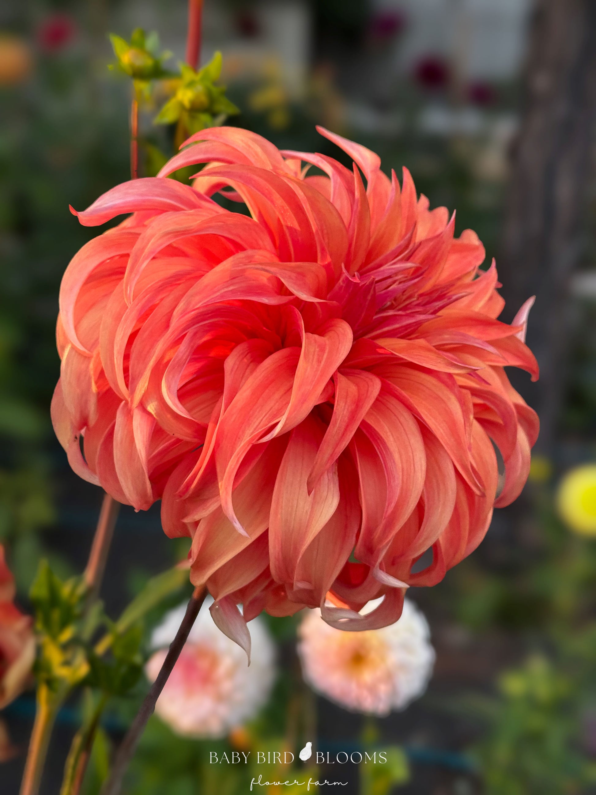 Baby Bird Blooms photo of Bloomquist Jean dahlia flower with recurved petals resemble Truffula Trees from Dr. Seuss’s The Lorax