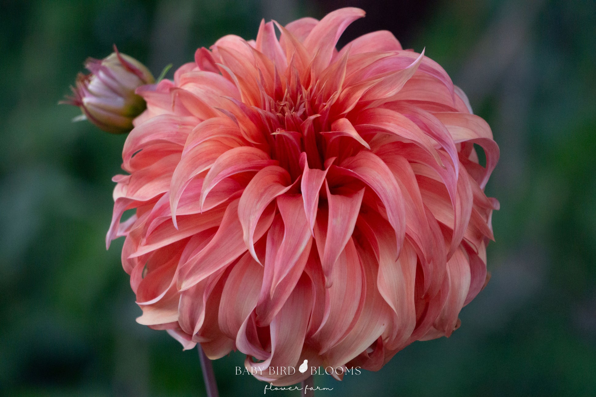 Bloomquist Jean dahlia growing in the Baby Bird Blooms flower garden for Canadian gardeners 