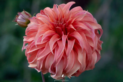 Bloomquist Jean dahlia growing in the Baby Bird Blooms flower garden for Canadian gardeners 