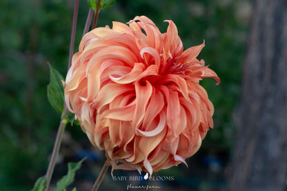 Bloomquist Jean dahlia is an informal decorative adding whimsical charm to gardens or arrangements grown by Baby Bird Blooms