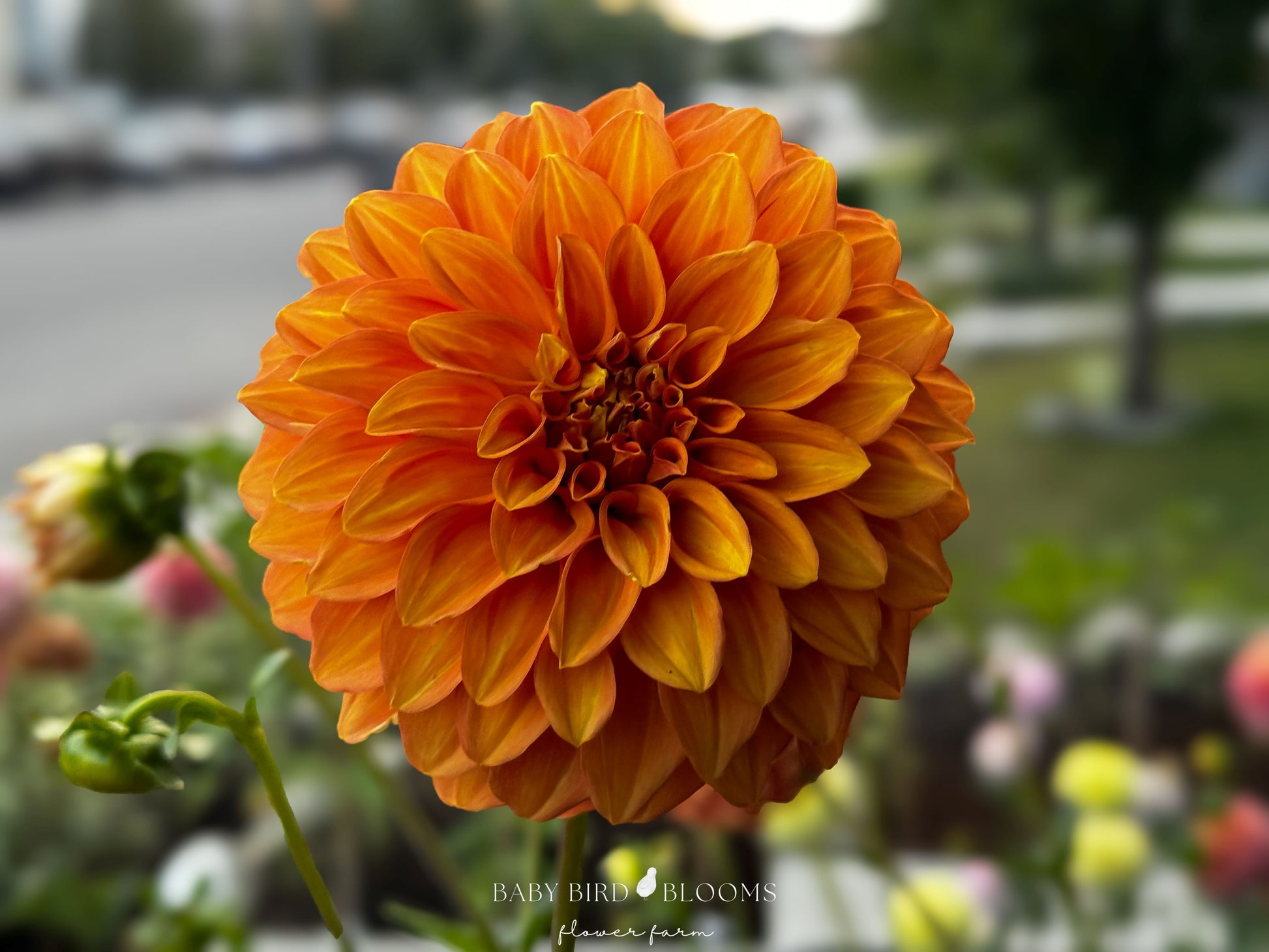 Bloomquist Mandrake dahlia grown by Baby Bird Blooms in Alberta