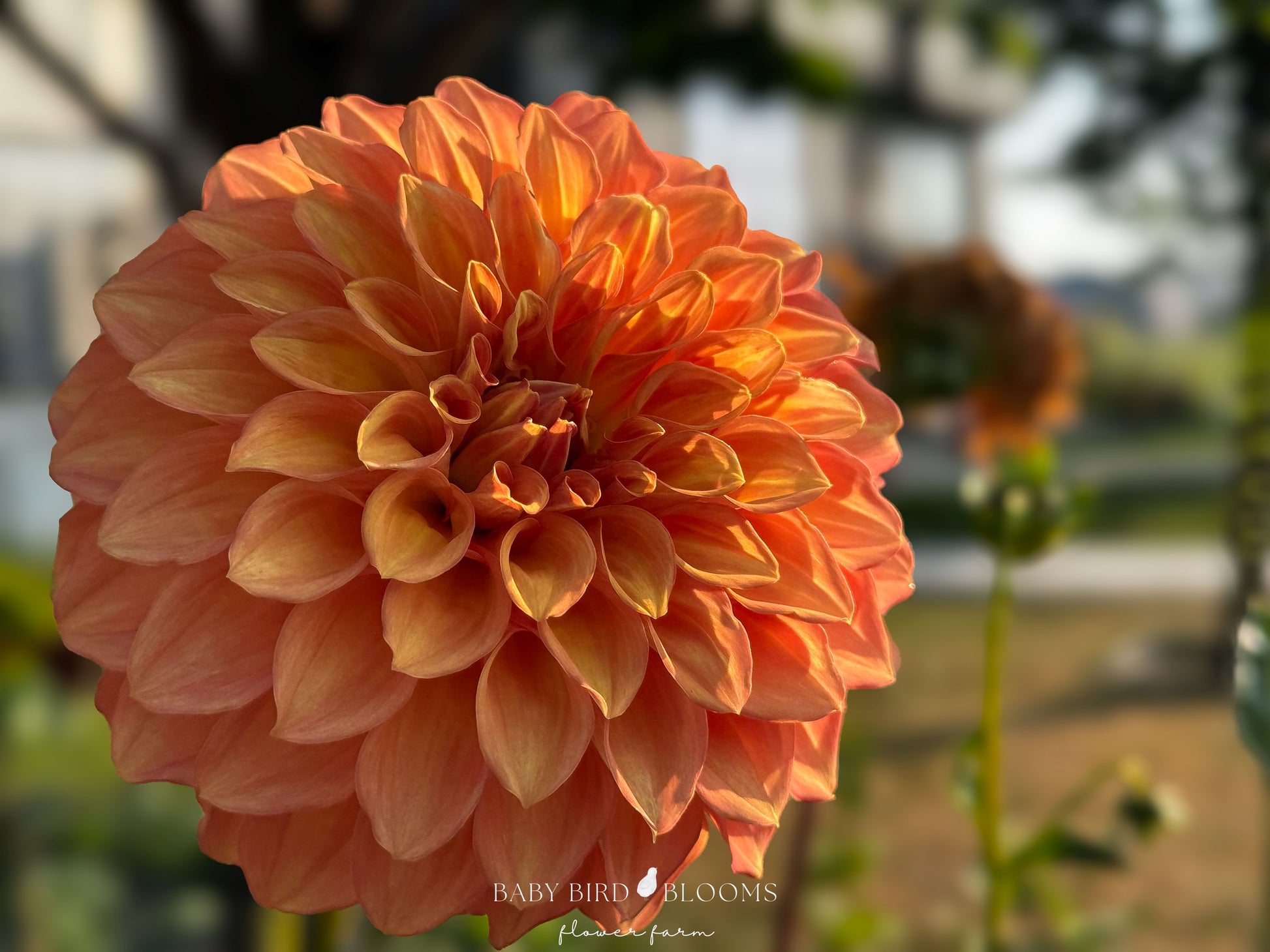 Bloomquist Mandrake dahlia has warm mango-honey hued flowers grown by Baby Bird Blooms