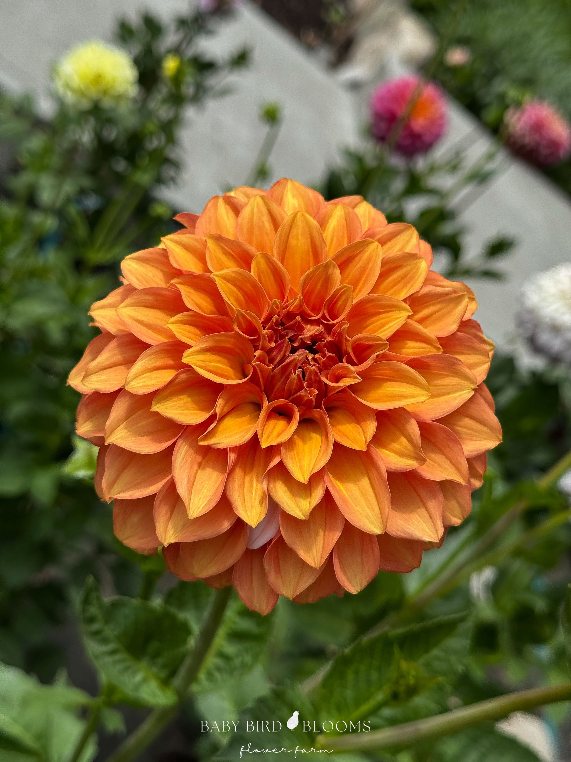 Bloomquist Mandrake dahlia flower grown in Alberta by Baby Bird Blooms