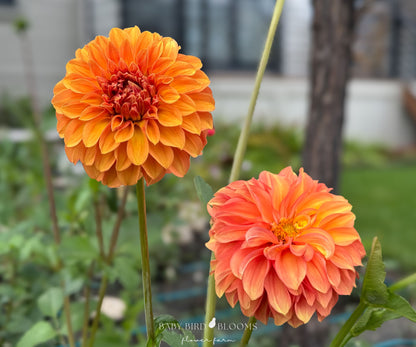 Bloomquist Mandrake dahlia with flowers that resemble an autumn sunset grown by Baby Bird Blooms