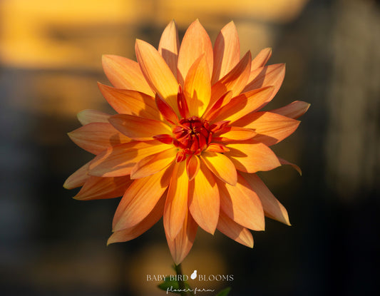 Bloomquist Orion dahlia flowers like an autumn sunset - Baby Bird Blooms Flower Farm