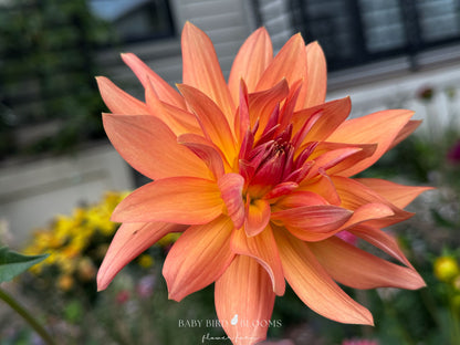 Bloomquist Orion dahlia plant can grow up to 10 feet - Baby Bird Blooms Flower Farm