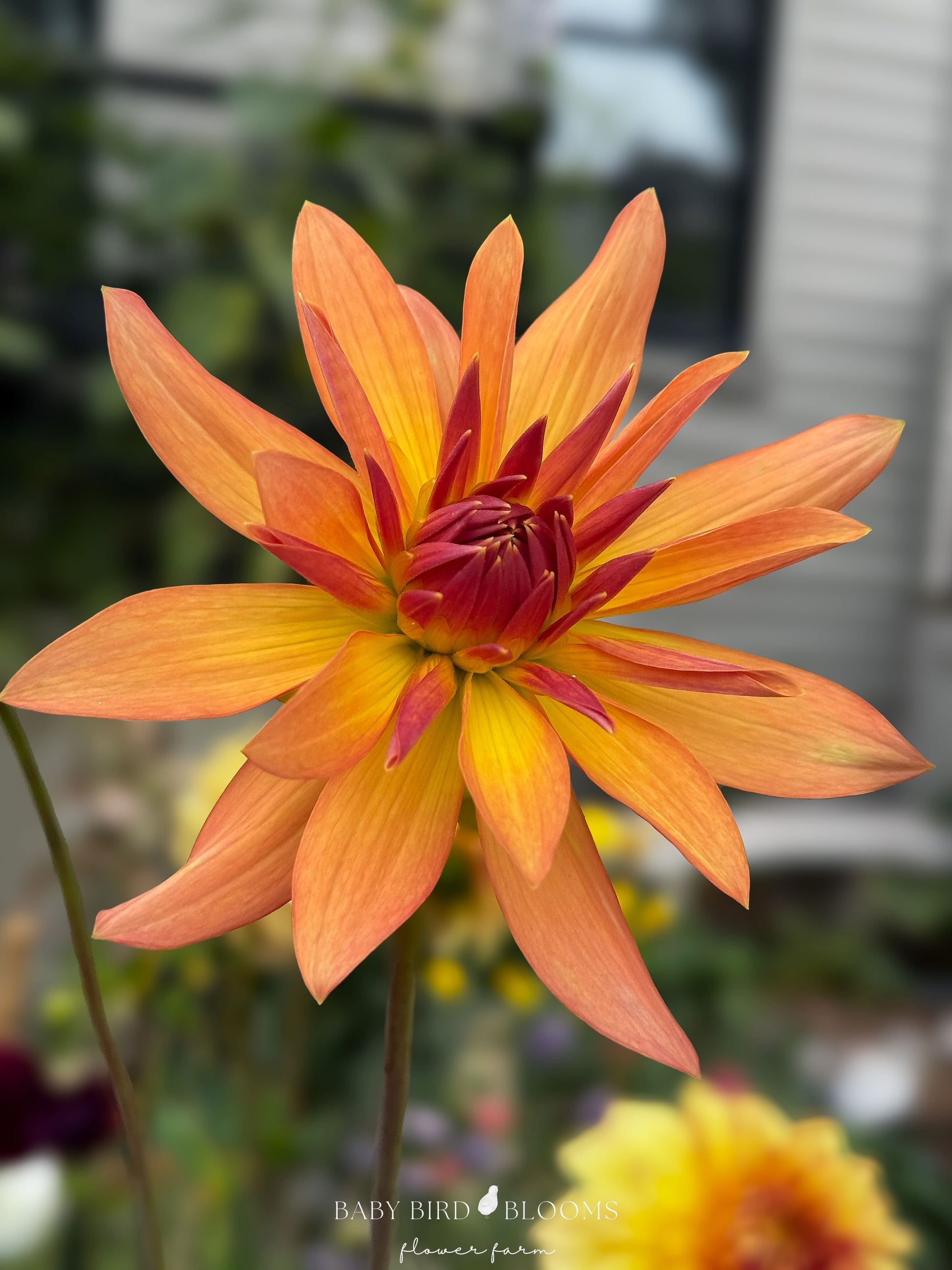 Bloomquist Orion dahlia is a vibrant flower with sunset-orange ombré colours grown by Baby Bird Blooms