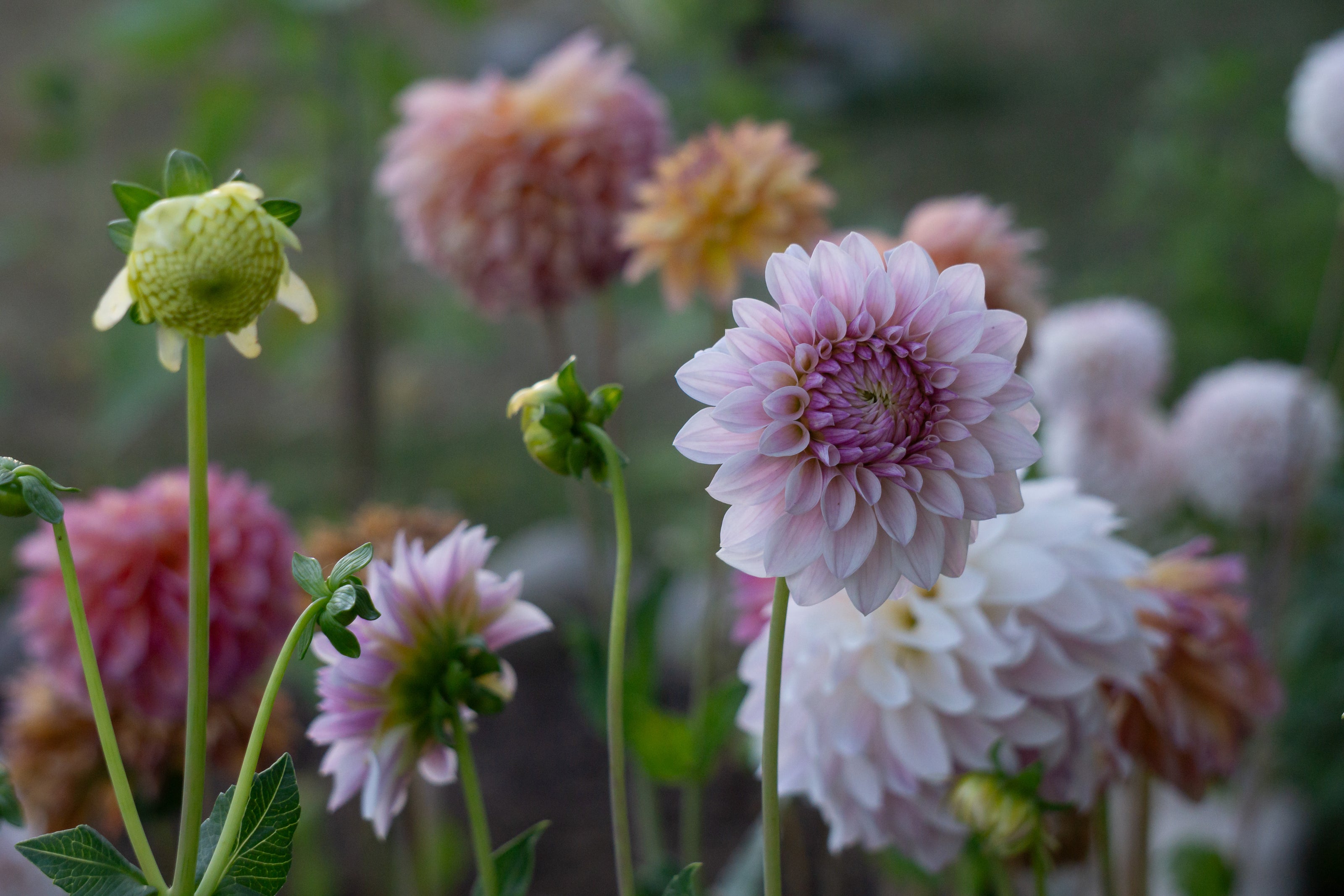 Dahlias growing and flowering in the Baby Bird Blooms garden 