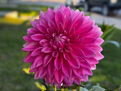 Bargaly Blush dahlia flower is vibrant Barbie pink grown by Baby Bird Blooms in Alberta