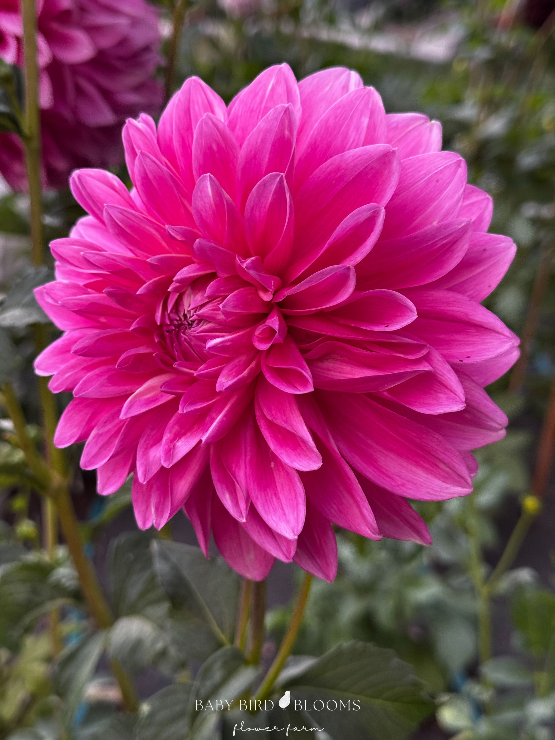 Bargaly Blush dahlia has strong stems with pink flowers great for cutting gardens or bouquets photo by Baby Bird Blooms