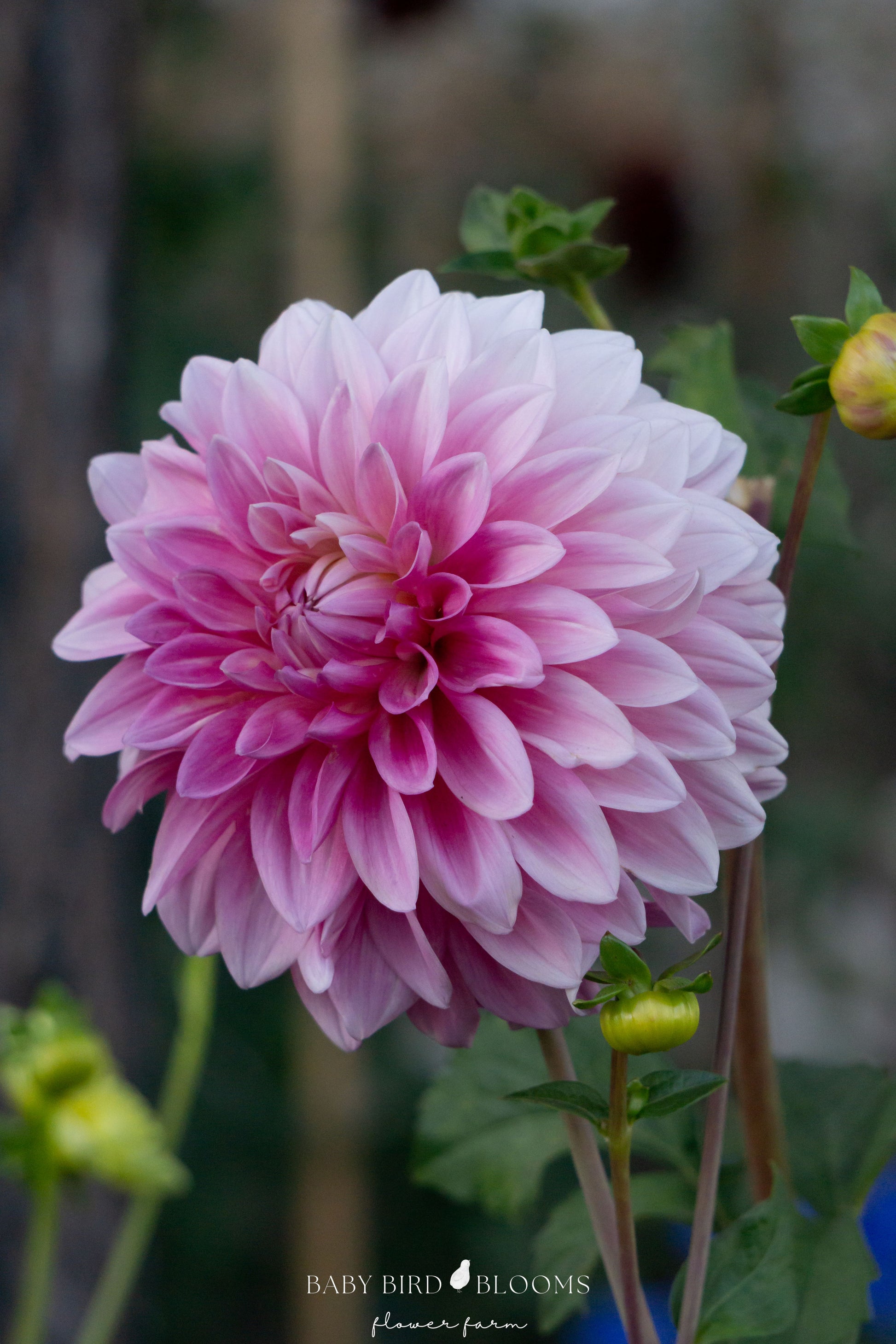 Bargaly Blush dahlia grown in Alberta by Baby Bird Blooms