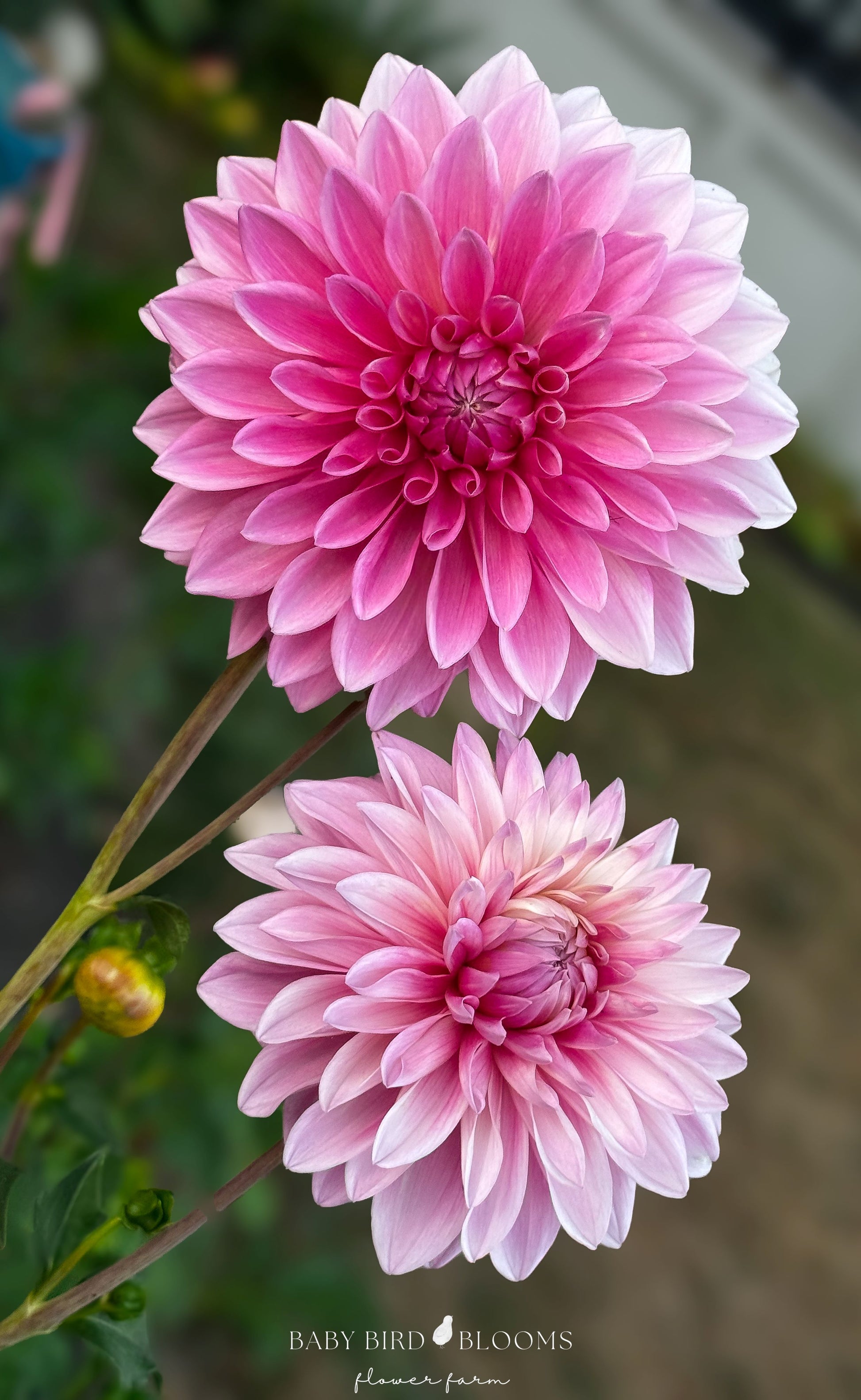 Bargaly Blush dahlia is an informal decorative with Barbie pink blooms that change to lighter pink as the flower ages grown by Baby Bird Blooms