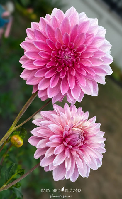 Bargaly Blush dahlia is an informal decorative with Barbie pink blooms that change to lighter pink as the flower ages grown by Baby Bird Blooms