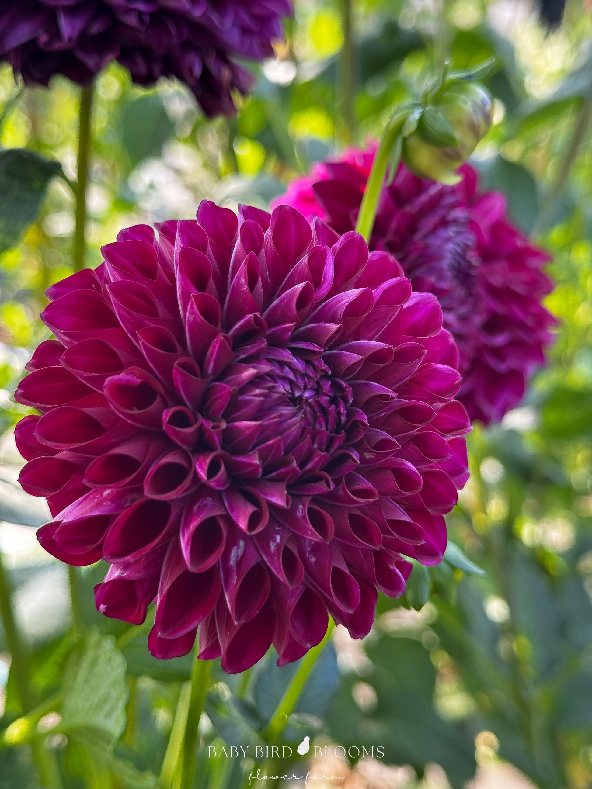 CHI Ma Mere dahlia grown by Baby Bird Blooms in Alberta