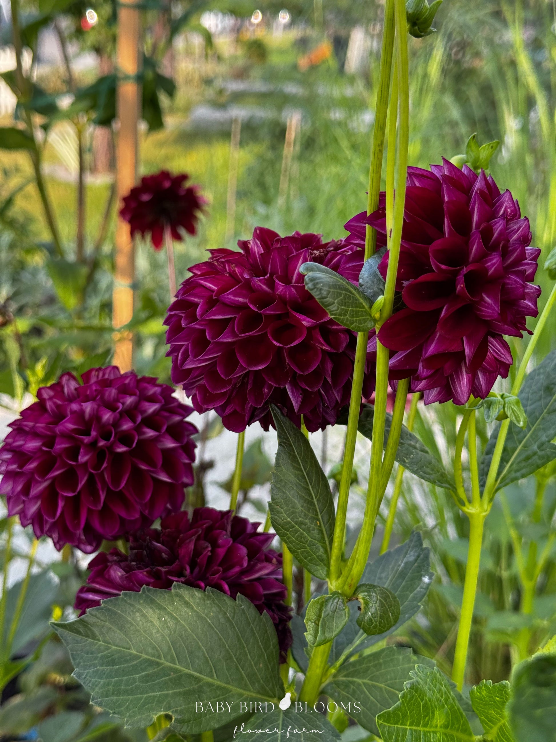 CHI Ma Mere dahlia with burgundy purple flowers creates dramatic texture to gardens and arrangements - Baby Bird Blooms