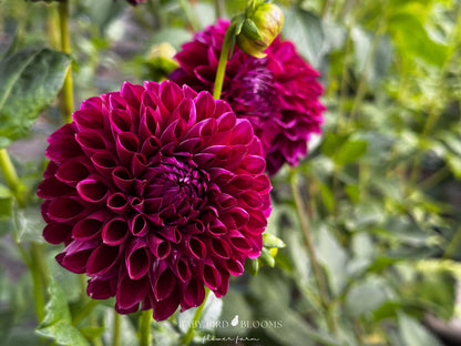 CHI Ma Mere is a floriferous miniature formal decorative dahlia - Baby Bird Blooms Flower Farm