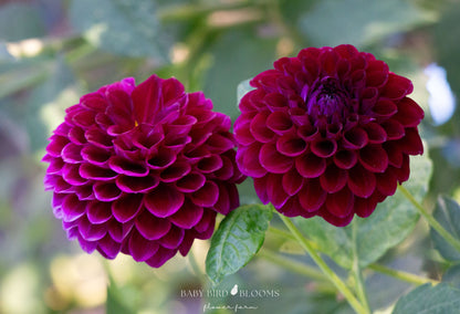 CHI Ma Mere dahlia flowers great for moody autumn arrangements - Baby Bird Blooms in Alberta 
