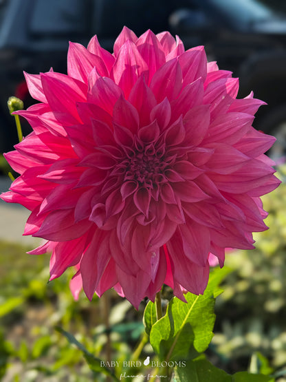 Cafe au Lait Rose dahlia has dinnerplate size flowers grown by Baby Bird Blooms in Alberta