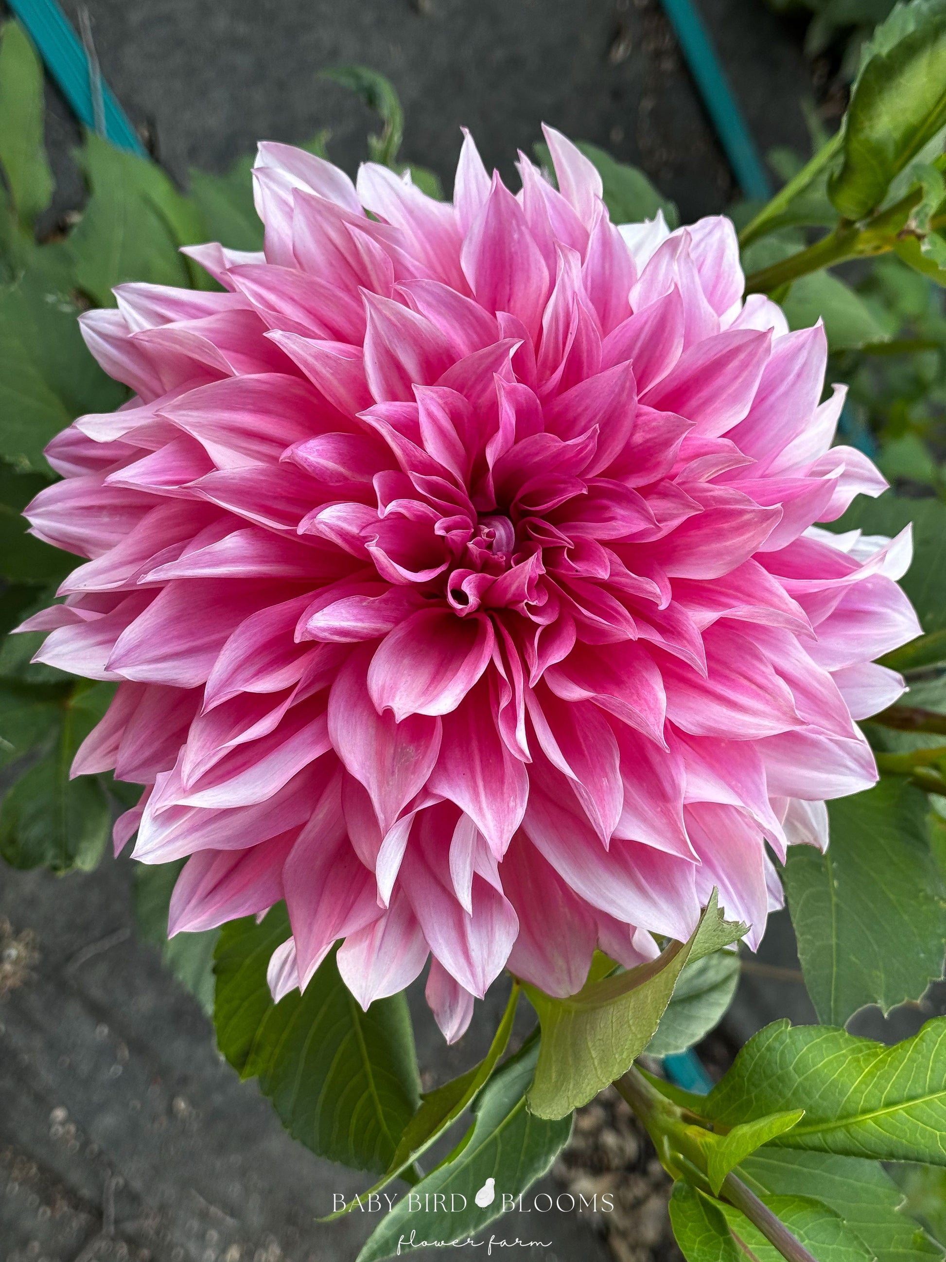 Cafe au Lait Rose dahlia informal decorative with pink dinnerplate size flowers - Baby Bird Blooms