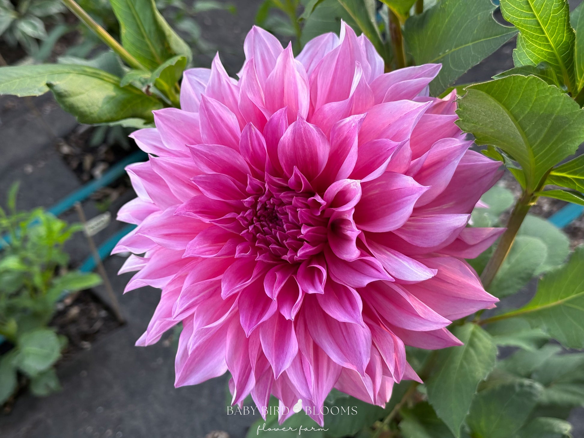 Cafe au Lait 'Rose' dahlia flower - Baby Bird Blooms Flower Farm in Alberta 