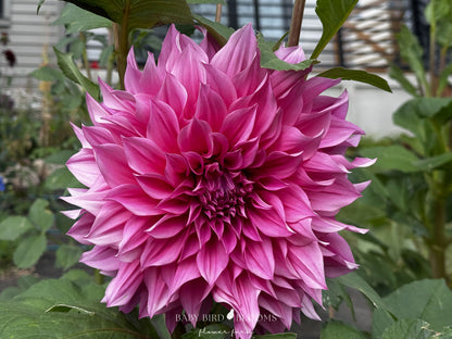 Cafe au Lait Rose is a breathtaking dinnerplate size dahlia grown by Baby Bird Blooms