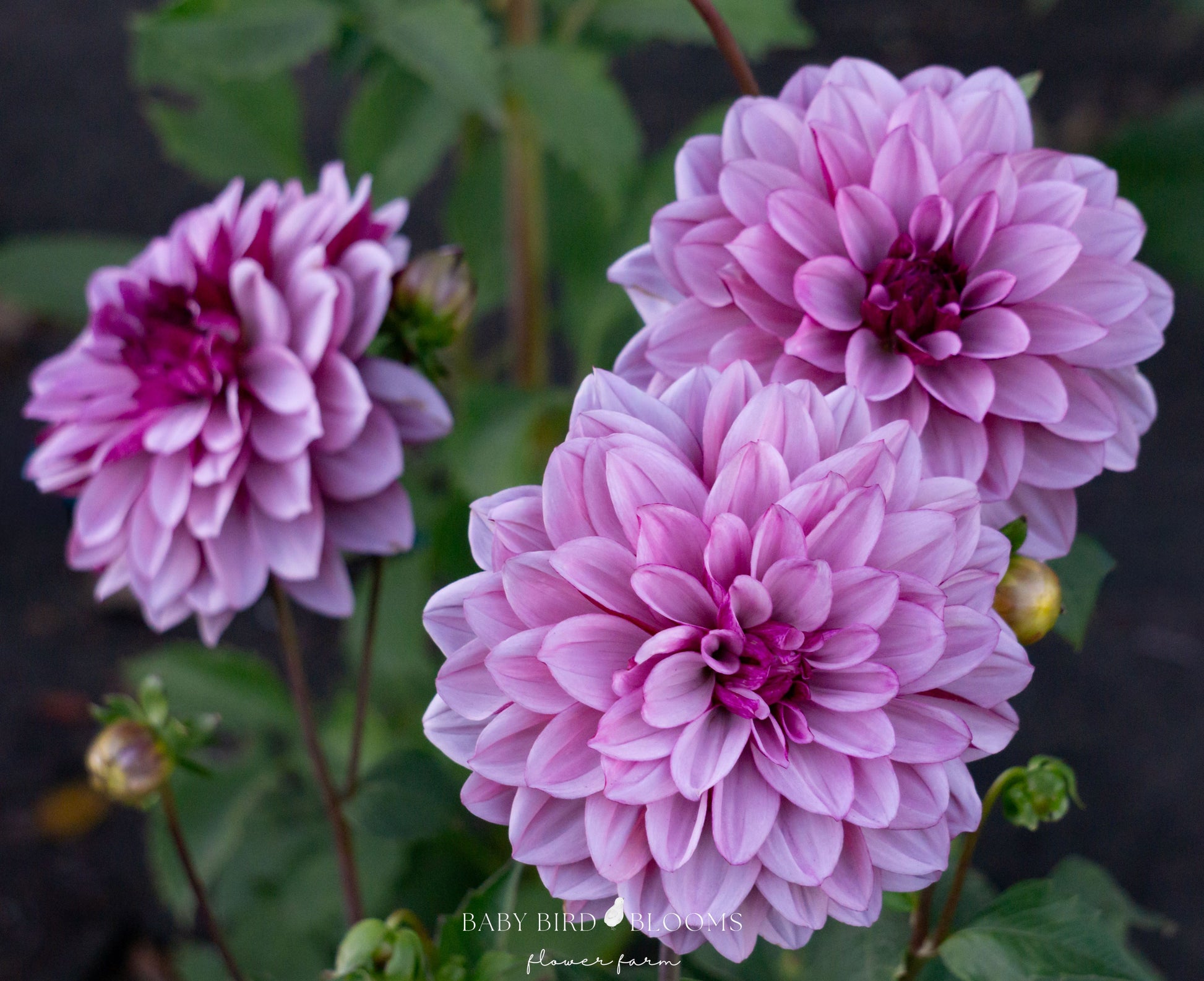 Creme de Cassis dahlia is a prolific producer of multi-dimensional flowers - Baby Bird Blooms 