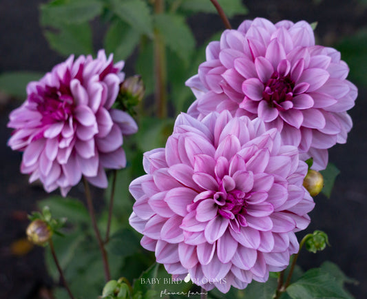 Creme de Cassis dahlia is a prolific producer of multi-dimensional flowers - Baby Bird Blooms 