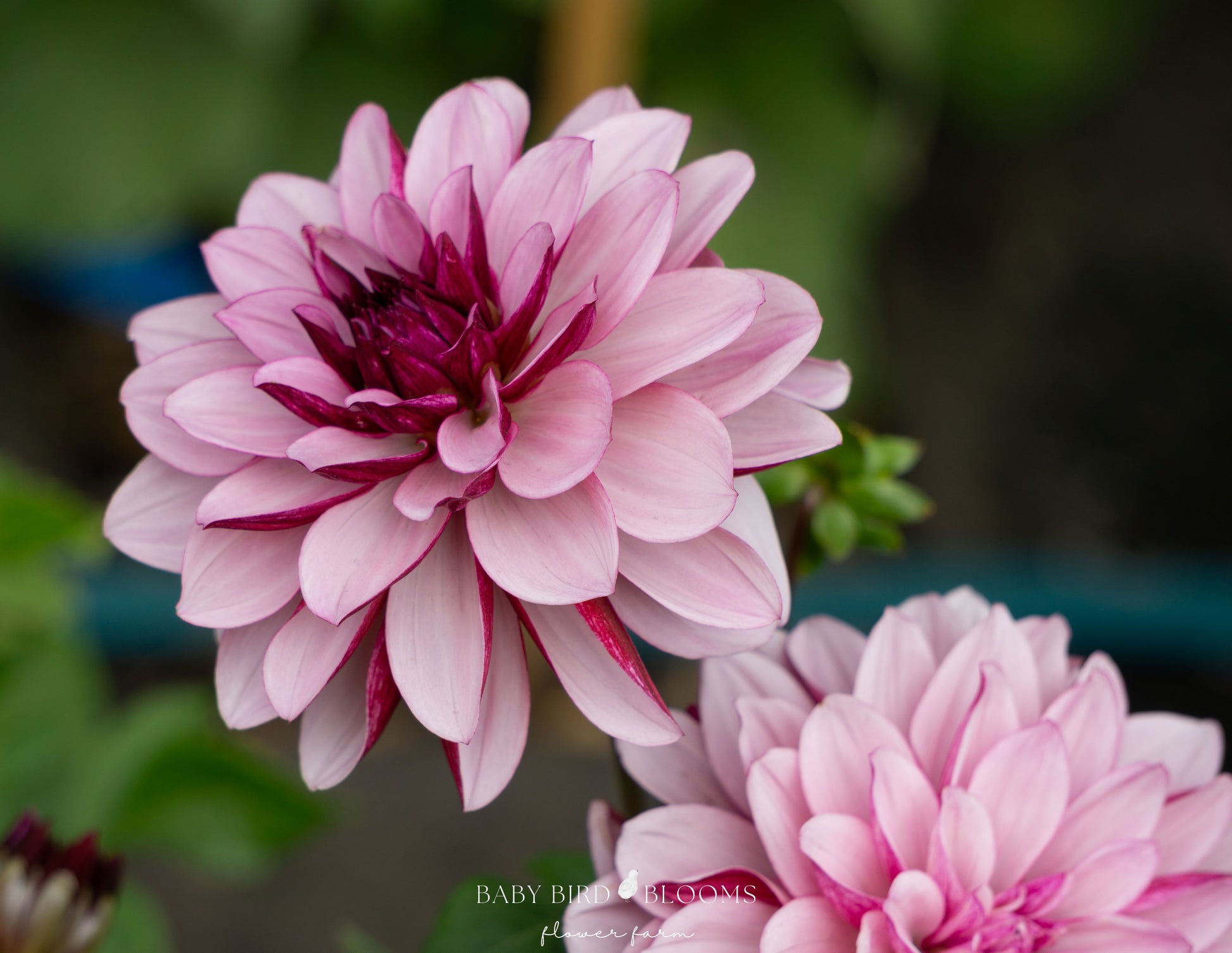Creme de Cassis dahlia waterlily type dahlia with two toned petals - Baby Bird Blooms