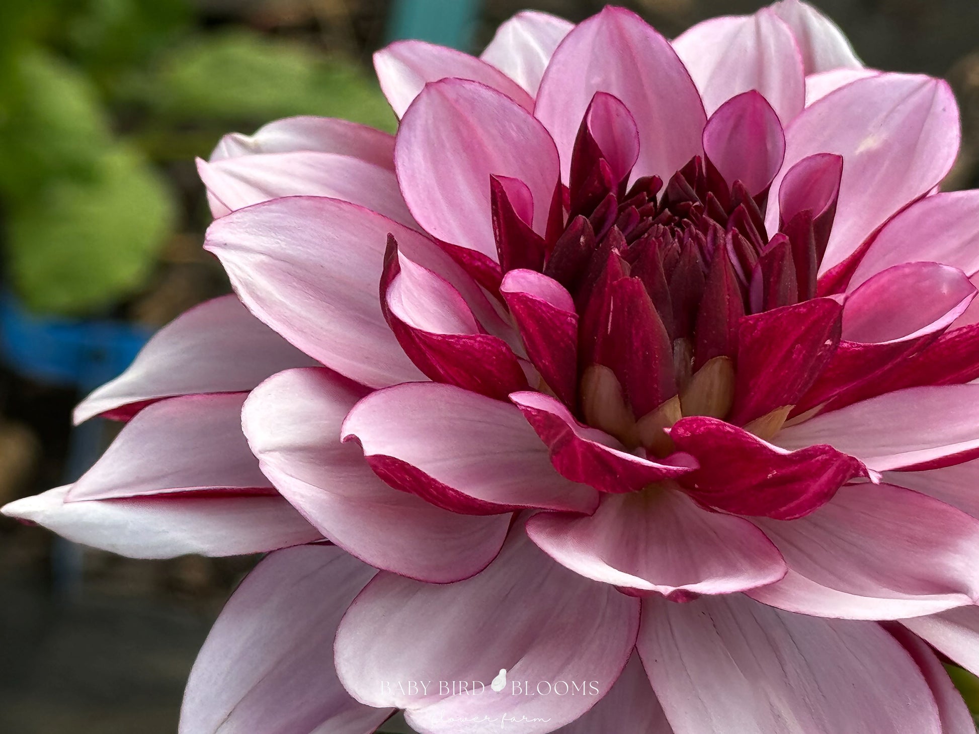 Creme de Cassis dahlia has two-toned petals in lilac and plum grown by Baby Bird Blooms