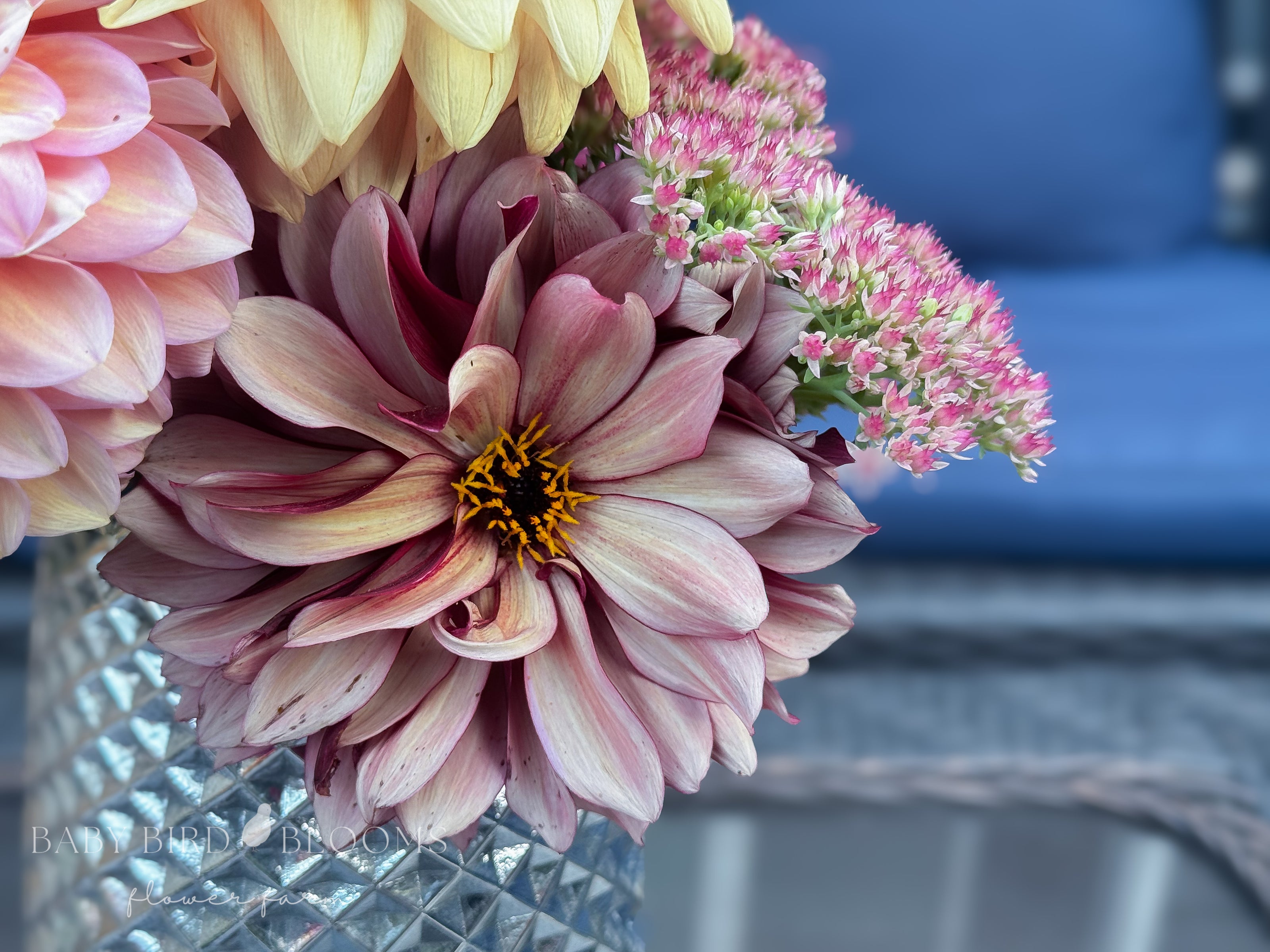 Night Silence dahlia in simple cut flower arrangement by Baby Bird Blooms